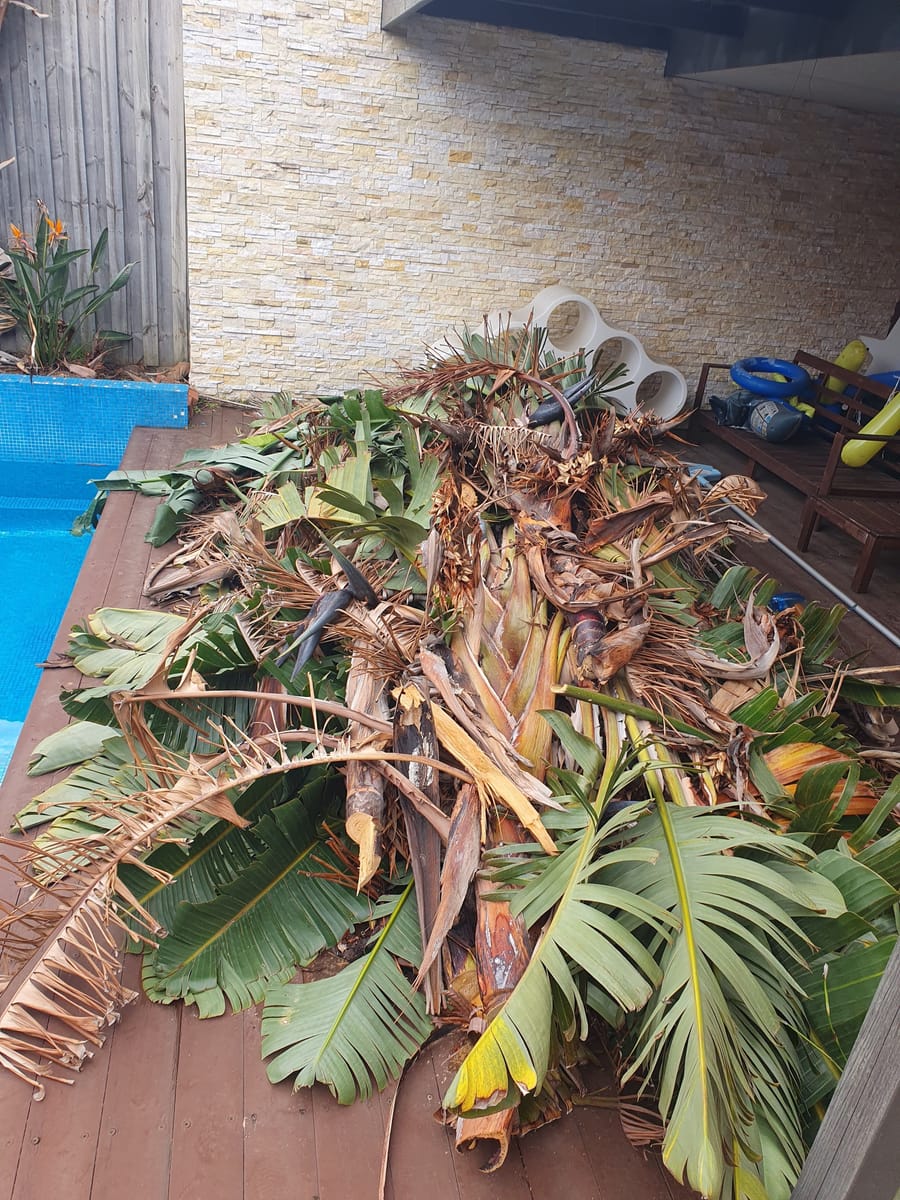 Pile of palm fronds and garden green waste on a pool deck before green waste removal in Melbourne
